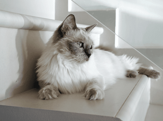 Breeder Ragdolls White cat